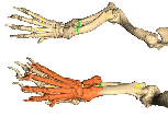  	Repositioning: the desired result was for the angular limb to be repositioned to mimic the opposite side limb. The lower limb was to be repositioned into its preferred location and screw trajectories were planned to hold the correction implant in place. 